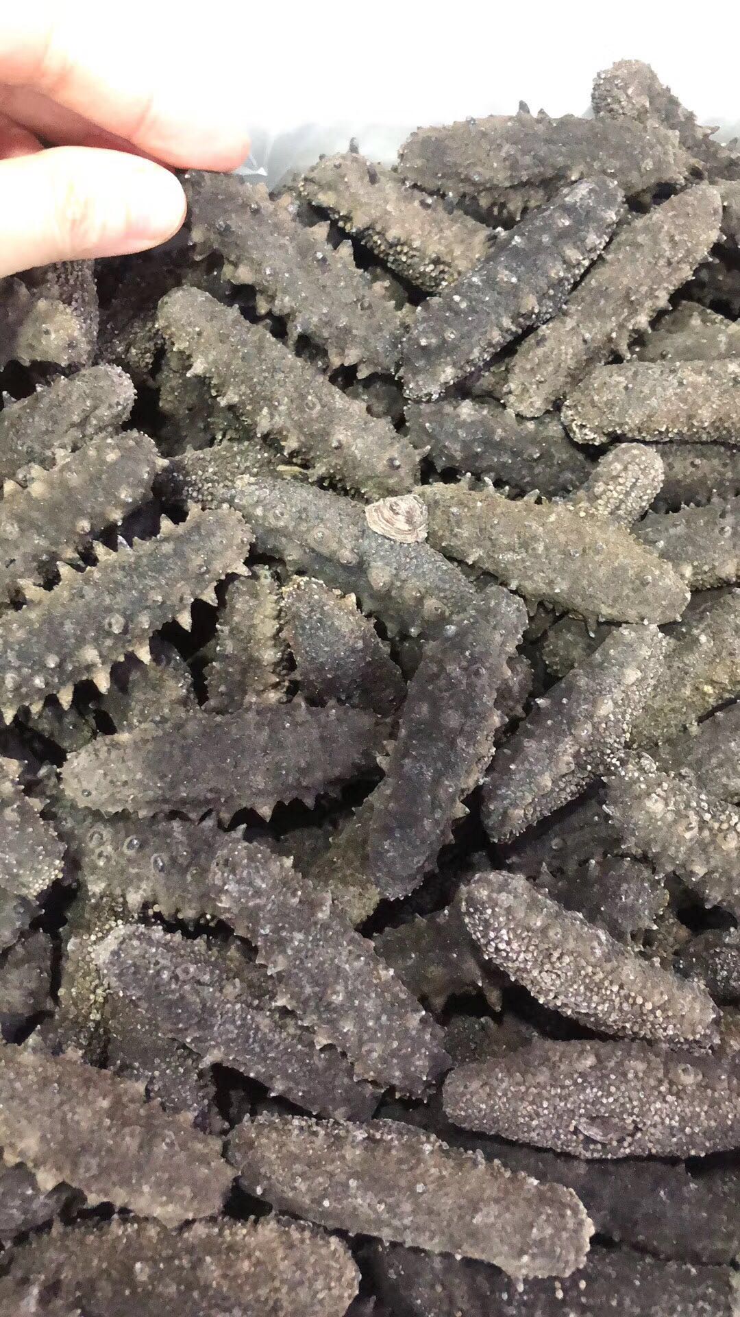 參友花2000元買的1斤海參真實(shí)測(cè)評(píng)，老許野生海參為你揭秘